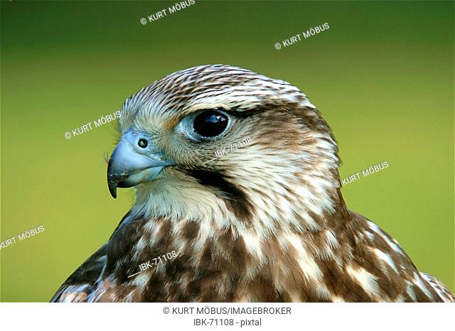 Portrait of a young Saker Falcon Falco cherrug with specific blue bill base, captured