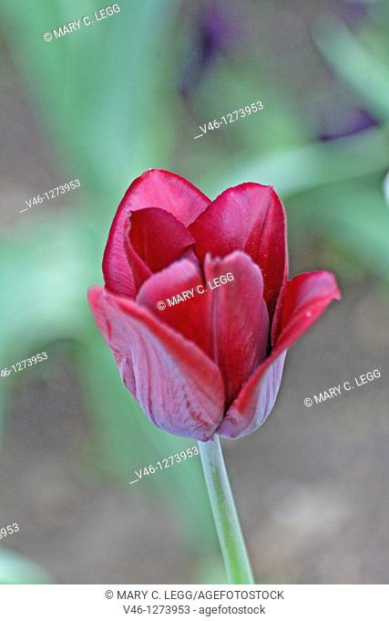 Dark burgundy tulip against garden background  Open tulip from above  Rich plum color against drab background
