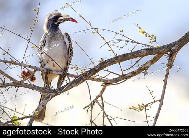 African grey hornbill (Tockus nasutus) perched in acacia tree, Kruger national park, South Africa