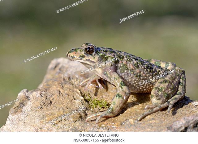 Parsley Frog (Pelodytes punctatus) male standing on a rock, Italy, Liguria