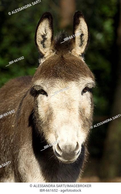 Portrait of a miniature donkey, Netherlands, Europe