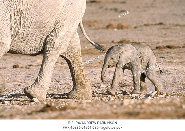 African Elephant Loxodonta africana baby, closely following mother, Bwabwata N P , Namibia