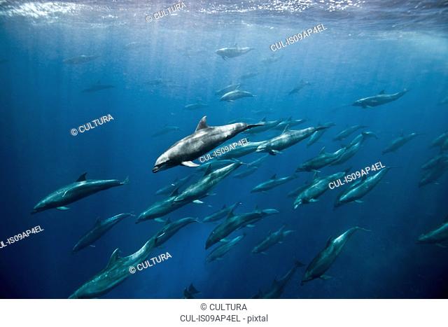 Massive aggregation of bottlenose dolphins (tursiops sp) chase after baitfish, Darwin Island, Galapagos, Ecuador