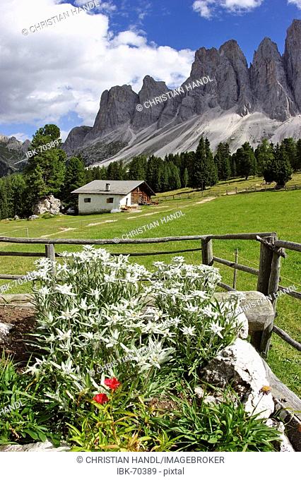 View from the Glatsch alp over Eldelweiß flowers Leontopodium alpinum to the Geisler mountain range South Tyrol Italy