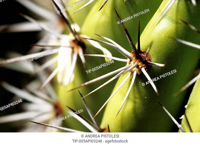USA, Arizona, Saguaro cactus