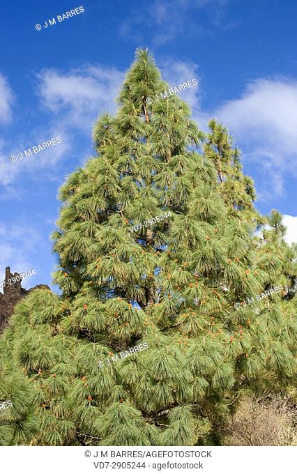 Pino canario or Canary Island pine (Pinus canariensis) is a tree endemic of Gran Canaria, Tenerife, La Gomera, La Palma and El Hierro Islands (Canary Islands)