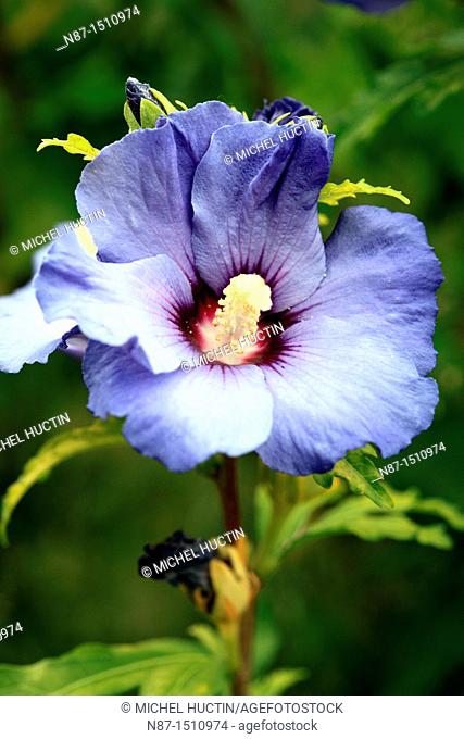 Hibiscus syriacus althea or marshmallow or purple tree or tree or shrub Ketner gardens of hibiscus genus of the family Malvaceae
