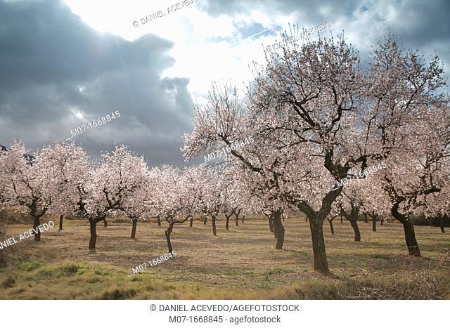 Almond trees in blossom, Biosfera reserve, Leza valley, Rioja wine region, Spain