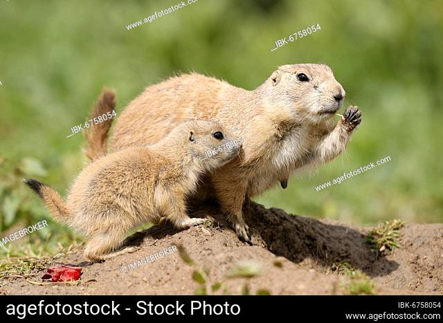 Black-tailed Prairie Dog (Cynomys ludovicianus) young with adult at burrow, Germany, Europe