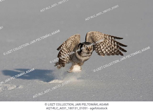 Northern Hawk Owl hunting