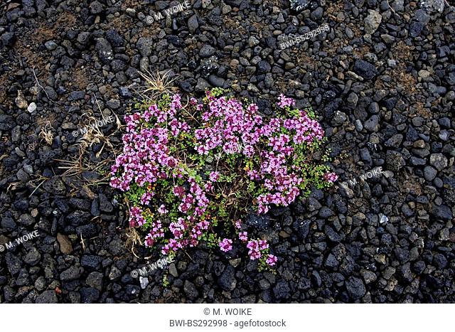 Arctic thyme (Thymus praecox ssp. arcticus, Thymus praecox arcticus), blooming, Iceland, Reykjanes