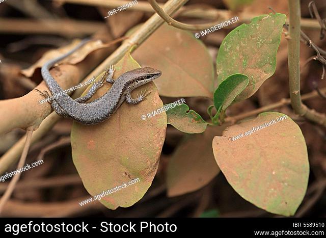 Brown-flanked skink (Trachylepis affinis) adult, resting on leaf, Western Division, Gambia, Africa