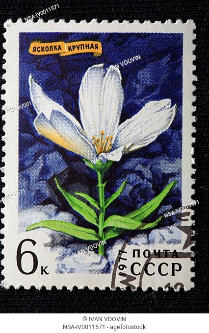 Chickweed Cerastium maximum, postage stamp, USSR, 1977