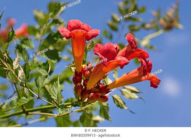 Trumpet creeper, Trumpet vine (Campsis radicans, Bignonia radicans, Tecoma radicans), flowers