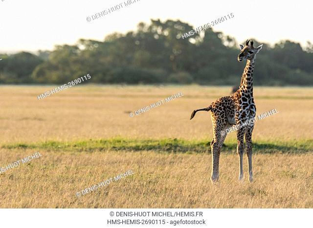 Kenya, Masai-Mara Game Reserve, Girafe masai (Giraffa camelopardalis), baby