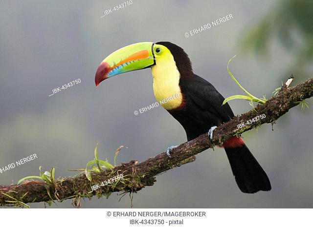 Keel-billed Toucan (Ramphastus sulfuratos) perched on a branch, Heredia Province, Costa Rica