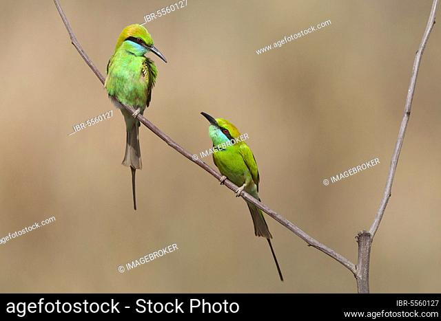 Small Green green bee-eater (Merops orientalis) two adults, sitting on a branch, Kanha N. P. Madhya Pradesh, India, Asia