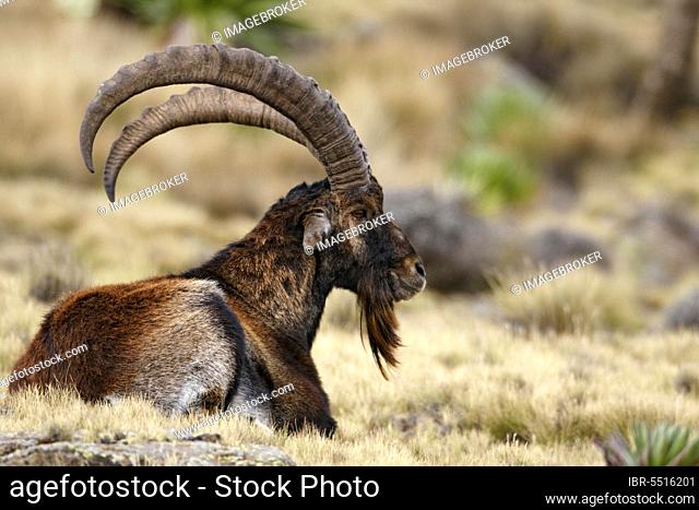 Ethiopian Ibex, walia ibexes (Capra walie), Ibex, Capricorns, Goat-like, Ungulates, Even-toed ungulates, Mammals, Animals, Walia Ibex adult male