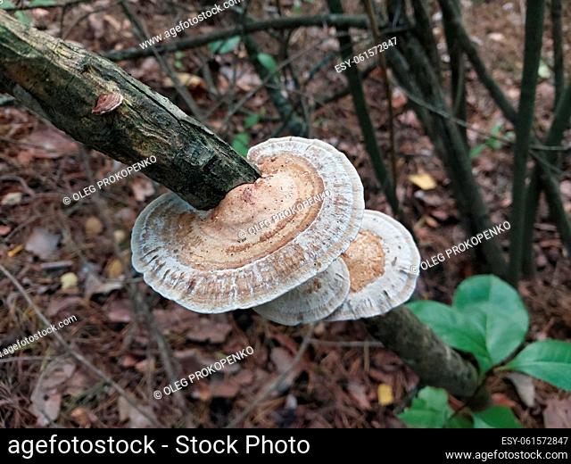 Mushrooms grown in a the autumn forest