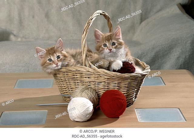 Norwegian Forest Cats kittens in basket with balls of wool