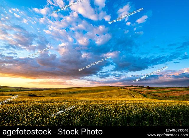Spring sunset rapeseed yellow blooming fields view, blue sky with clouds in evening sunlight. Natural seasonal, good weather, climate, eco, farming