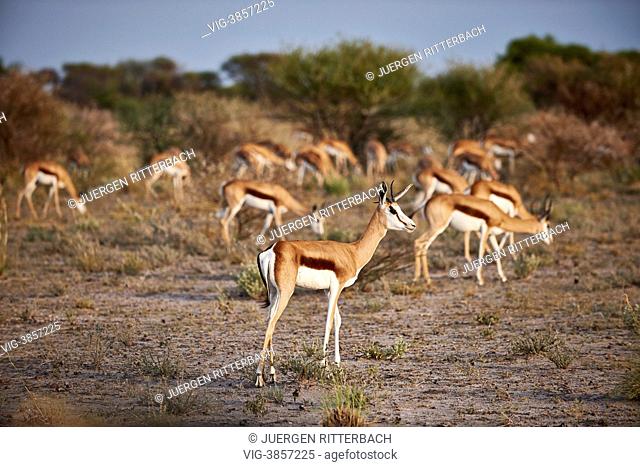 herd of Springbok (Antidorcas marsupialis), Central Kalahari Game Reserve, Botswana, Africa - Central Kalahari Game ReserveBotswana, 16/02/2013