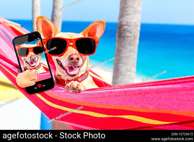 chihuahua dog relaxing on a fancy red hammock taking a selfie and sharing the fun with friends, on summer vacation holidays