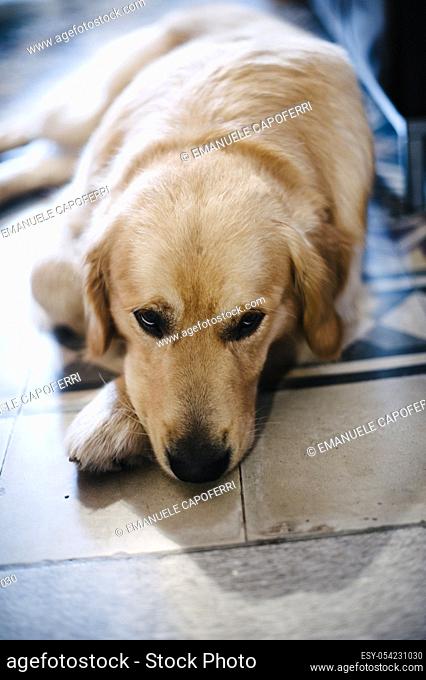 Home-loving dog, Golden retriever