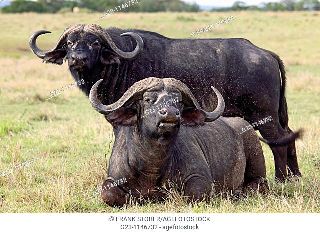 Old buffalos