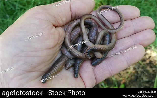 Earthworms.Lumbricus terrestris