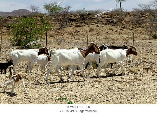 Herd of goats in the half desert of northwestern Namibia, Damaraland. - Damaraland, NAMIBIA, 30/01/2008