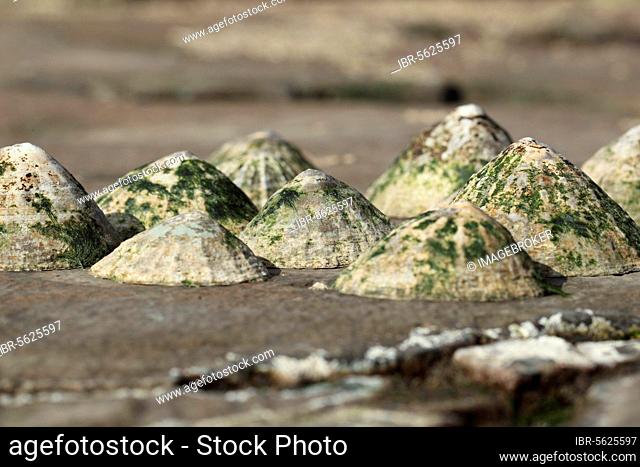 Common limpet (Patella vulgata), Common limpets, Other animals, Snails, Animals, Molluscs, Common Limpet group, on rocky shore at low tide, Kimmeridge