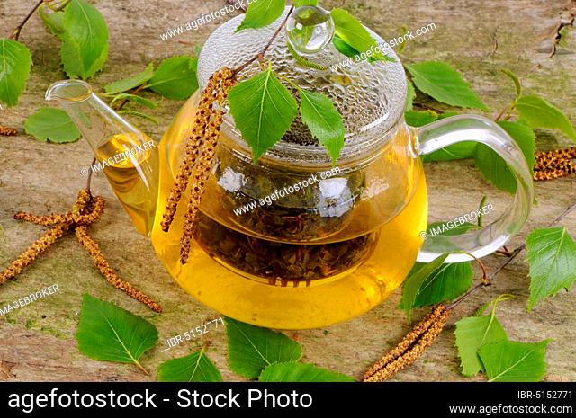 Pot birch leaf tea, sand birch, white birch, weeping birch (Betula pendula), birch, birch leaf tea, teapot