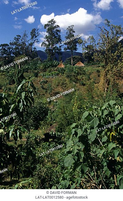 Wondo Genet is in the centre of the country, a wild landscape noted for hot springs and it is surrounded by primary Ethiopian forests which are now protected...