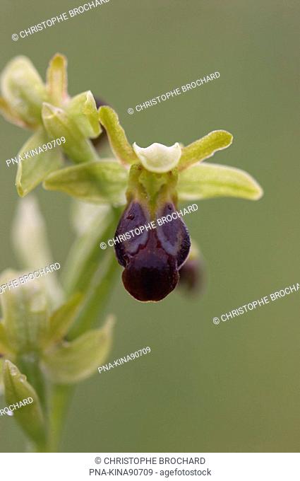 Ophrys fusca subsp. minima - Ile d’ Oleron, La Gaconnière, Charente-maritime, Poitou-Charentes, France, Europe