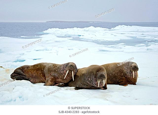 Walruses Odobenus rosmarus rest on sea ice floating off the northwest coast of Svalbard, Norway, in summertime