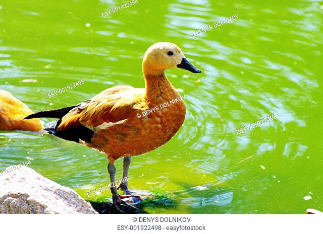 ducks at water of lake