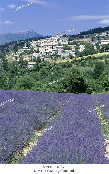 Aurel, Fields, France, Europe, Holiday, Landmark, Lavender, Provence, Tourism, Travel, Vacation, Village