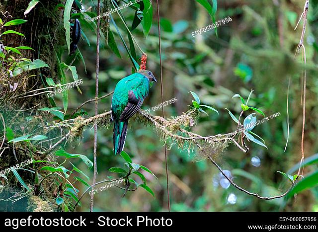Quetzal bird wild in Monteverde cloud forest reserve Costa Rica