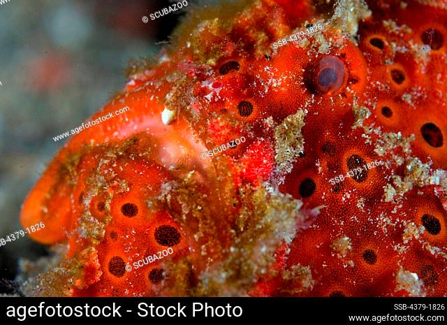 Close-up of a Painted Frogfish (Antennarius pictus), Lembeh Strait, Sulawesi, Indonesia