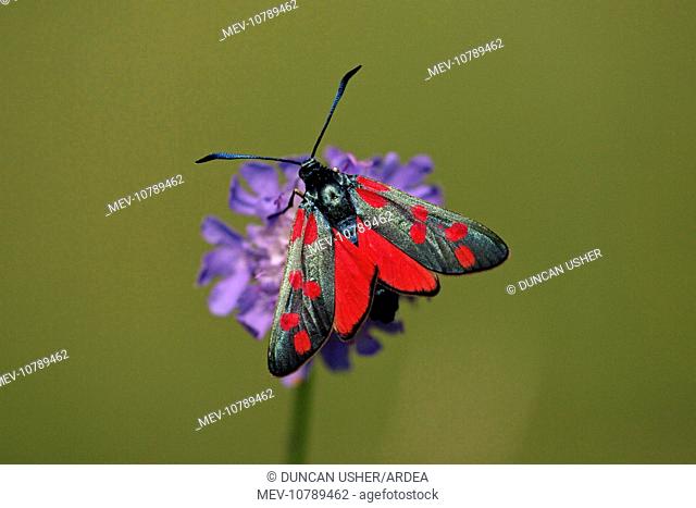 Six-spot Burnet Moth - feeding on flower, Hessen, Germany (Zygaena filipendulae)