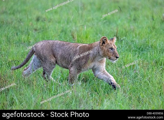 Africa, East Africa, Kenya, Masai Mara National Reserve, National Park, Lion (Panthera leo), walking in grass