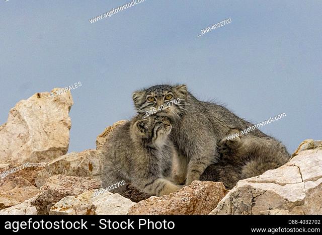 Asia, Mongolia, East Mongolia, Steppe area, Pallas's cat (Otocolobus manul), Den, Babies with thee mother