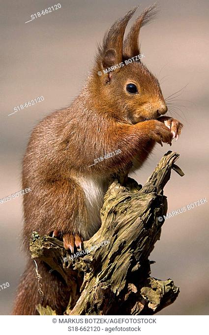 Squirrel (Sciurus vulgaris)  is eating a nut, Germany