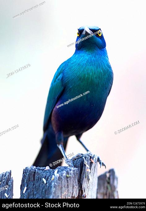 Close-up of a Cape Glossy Starling (Lamprotornis nitens), Botswana