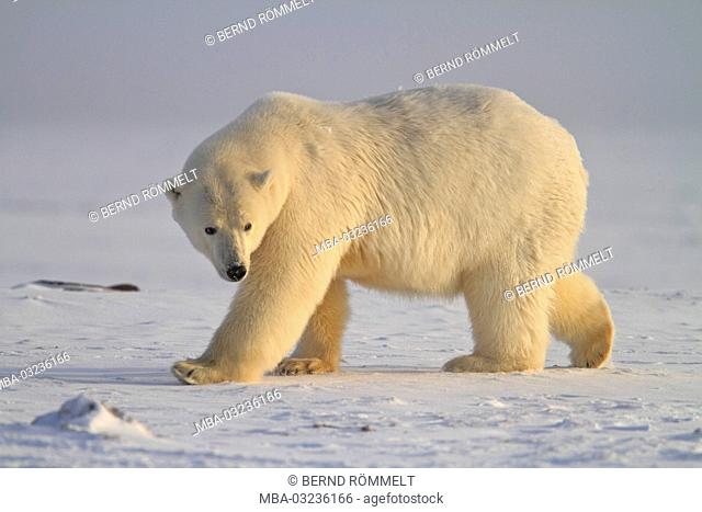 North America, the USA, Alaska, North Alaska, Arctic Nationwide Wildlife Refuge, Kaktovik, polar bear, Ursus maritimus