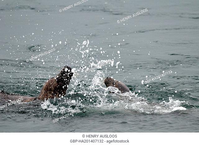 Grey seal (Halichoerus grypus) - Males fighting - Netherlands, Europe - February 2010