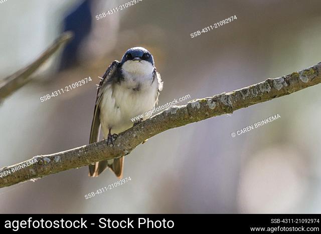 Tachycineta bicolor, A Tree Swallow Perches on a Branch