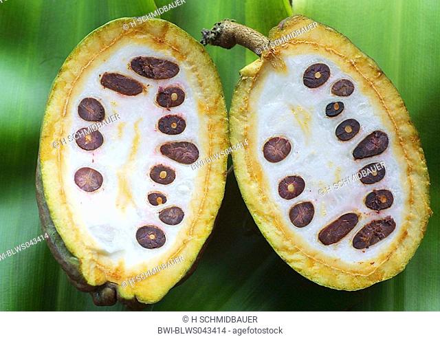 chocolate, cocoa tree Theobroma cacao, opened fruit with seeds