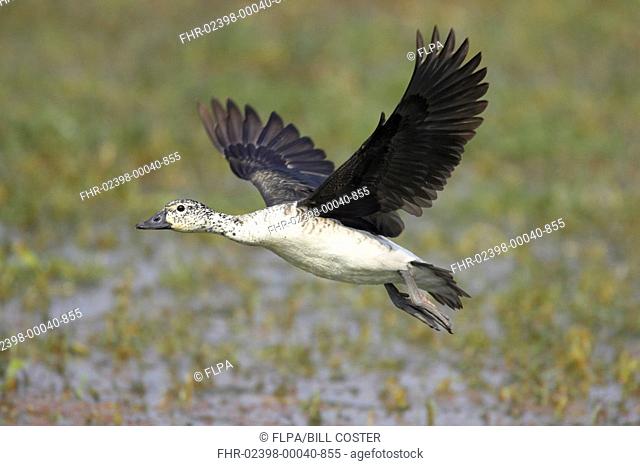 Knob-billed Goose Sarkidiornis melanotos adult female, in flight, Keoladeo Ghana N P Bharatpur, Rajasthan, India
